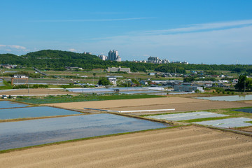 Obraz premium 丘の上の西神ニュータウン・水田