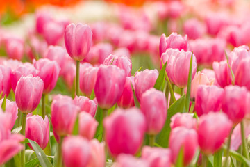 Beautiful bouquet of pink tulips flower field