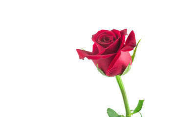 isolated red rose on white background