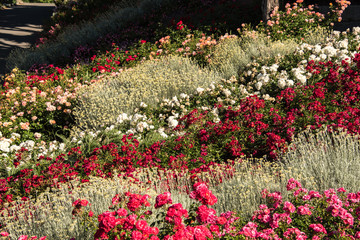 Fantastic Park of Roses in Triest
