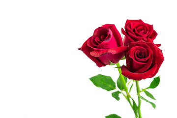 isolated three red rose on white background