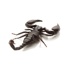 Image of Black scorpions isolated on a white background printed on Printed Glass Basin Splashbacks
