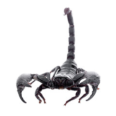Black scorpions isolated on a white background