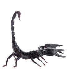 Black scorpions isolated on a white background