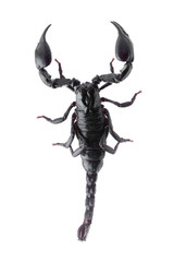 Black scorpions isolated on a white background