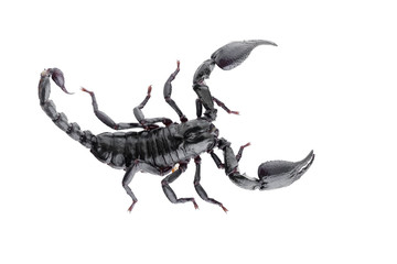 Black scorpions isolated on a white background