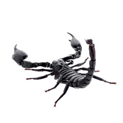 Black scorpions isolated on a white background