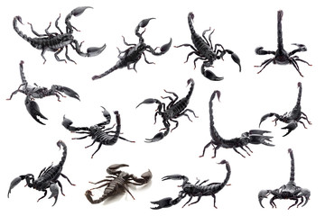 Black scorpions isolated on a white background