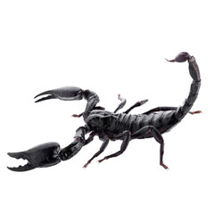 Black scorpions isolated on a white background