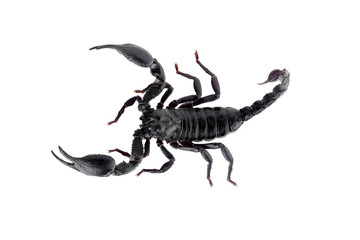 Black scorpions isolated on a white background