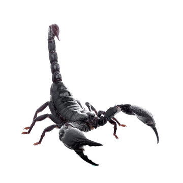 Black scorpions isolated on a white background