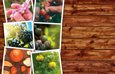 Organic fruit production, photo collage with copy space