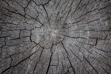 Old wooden surface with annual rings, cracks and texture