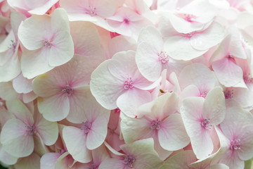 Fototapety  group of pink hydreangea flowers in a garden