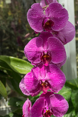 beautiful bouquet purple orchid flowers