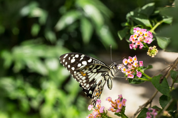 lime butterfly on pink flower in the graden - nature butterfly image