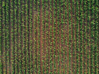 Drone pov of corn maize field