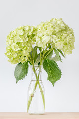 Beautiful green hydrangea flowers decorated in vase place on wooden table with white background.