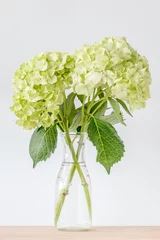 Photo sur Plexiglas Hortensia Beautiful green hydrangea flowers decorated in vase place on wooden table with white background.