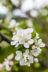 Obraz na płótnie Canvas Flowering fruit tree. Apple blossom in the orchard. 