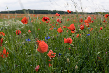 Mohn auf der Wiese