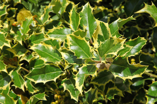 Houx aquifolium argentea marginata