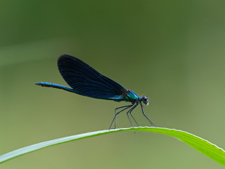 Blaue Libelle auf Wasserpflanze