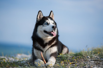 Black and white Siberian husky lying.