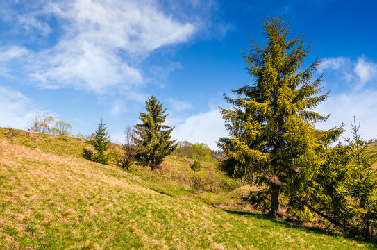 countryside landscape with forest on a hill side