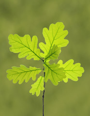 Eichenblätter an einem Zweig
