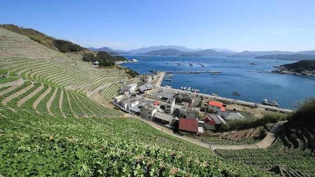 遊子水荷浦の段畑（愛媛県宇和島市）　右パン