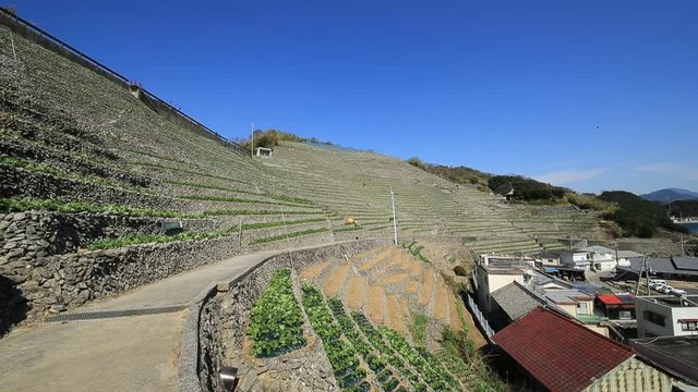 遊子水荷浦の段畑（愛媛県宇和島市）　右パン