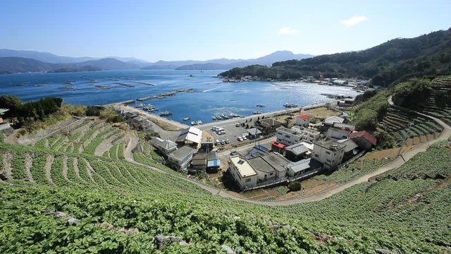 遊子水荷浦の段畑（愛媛県宇和島市）　フィックス