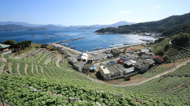 遊子水荷浦の段畑（愛媛県宇和島市）　右パン