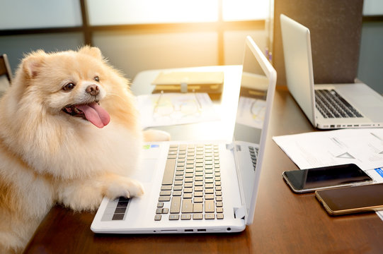 Smart Fluffy Pomeranian searching stock market online check his account with smile. Easy online business Succeed concept