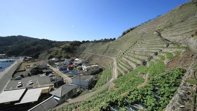 遊子水荷浦の段畑（愛媛県宇和島市）　右パン