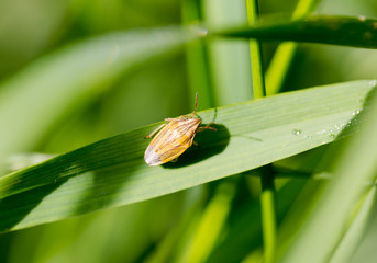 Parent bug (Elasmucha grisea), shield bug, stink bug, family of Acanthosomatidae