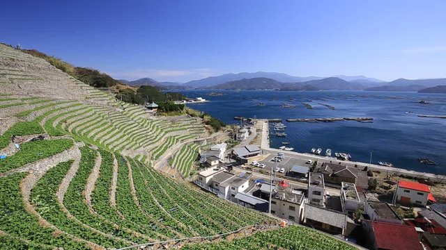 遊子水荷浦の段畑（愛媛県宇和島市）　右パン