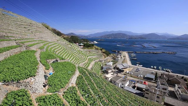 遊子水荷浦の段畑（愛媛県宇和島市）　右パン