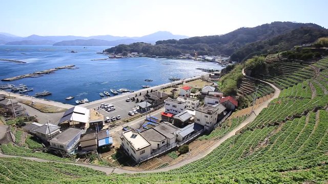 遊子水荷浦の段畑（愛媛県宇和島市）　左パン