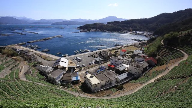 遊子水荷浦の段畑（愛媛県宇和島市）　右パン