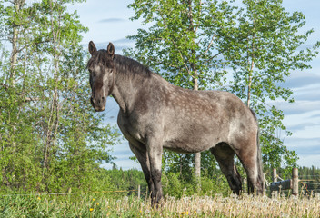 Fototapeta premium Percheron Mare standing alert on pasture.