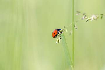 Seven-spot ladybird (Coccinella septempunctata) extreme macro.