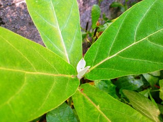 Beautiful Purple Crown Flower