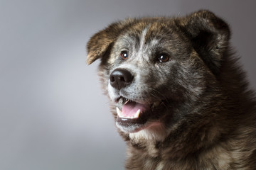Portrait of brindle Akita inu Dog in Studio, Front view