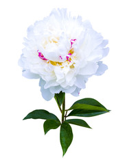 White peonies isolated on white background. peonies flowers