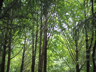 森林浴/深呼吸したくなります