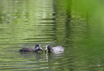 Due folaghe che mangiano sul lago