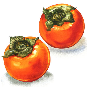 Fresh ripe orange persimmon, two fruits, isolated, watercolor illustration on white