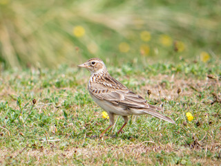 Skylark